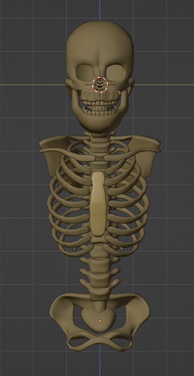 Semi anatomically correct skeleton w.i.p. by faughst on DeviantArt