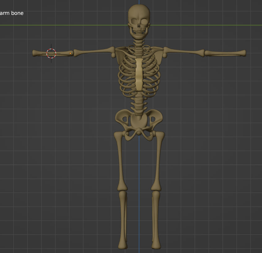 Semi anatomically correct skeleton w.i.p. 2 by faughst on DeviantArt