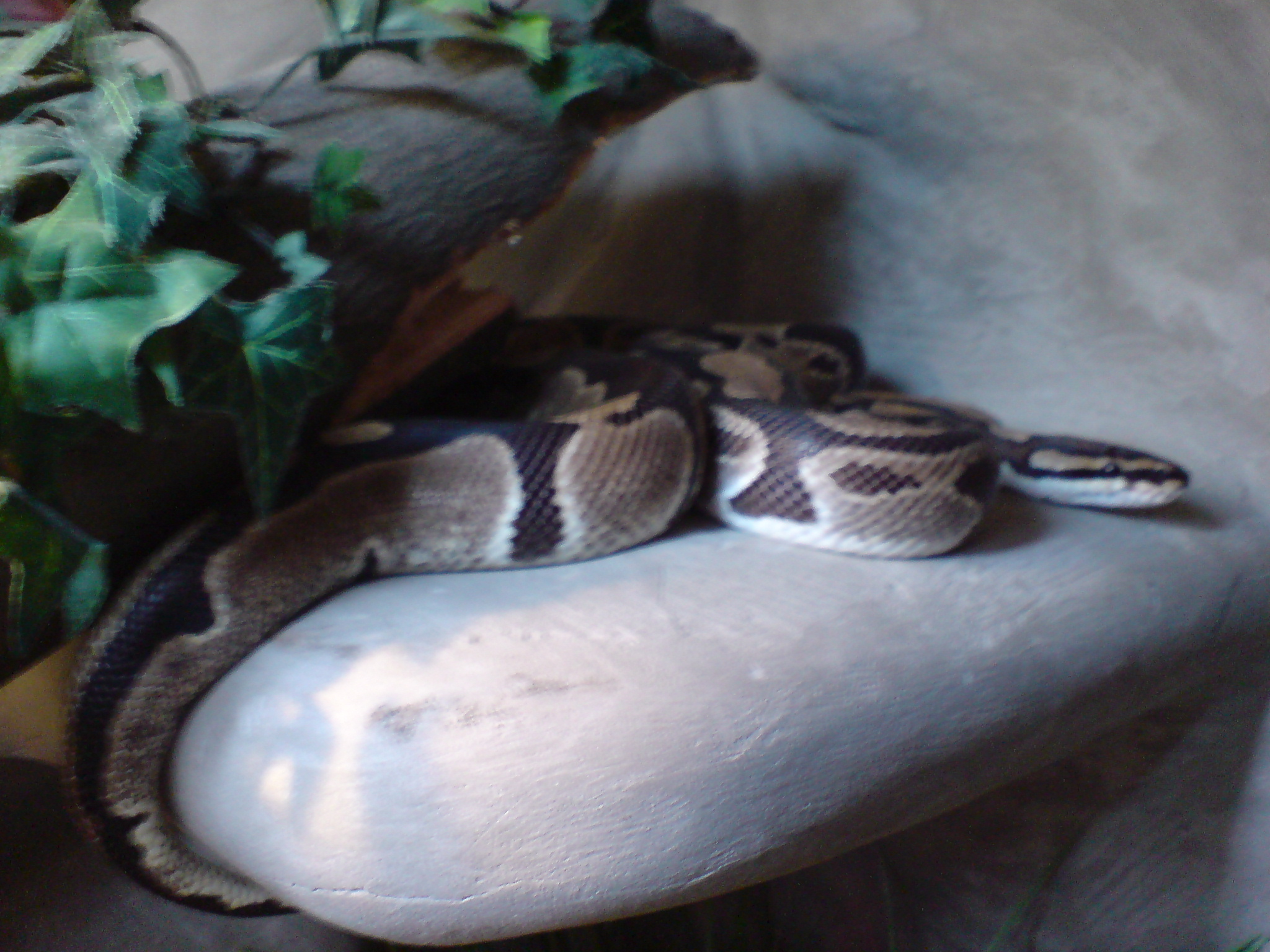 Again my Python regius