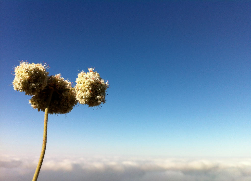 Buckwheat in the Clouds2