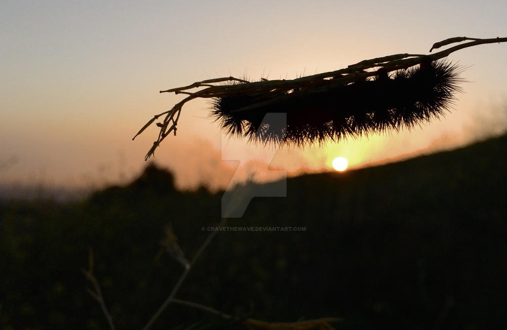 Lepidopteran Sunrise