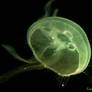 Jellyfish IV