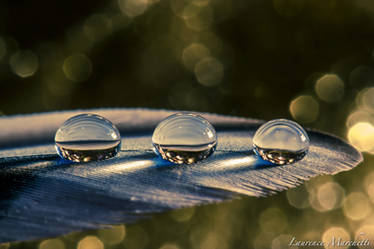 Three drops on a feather