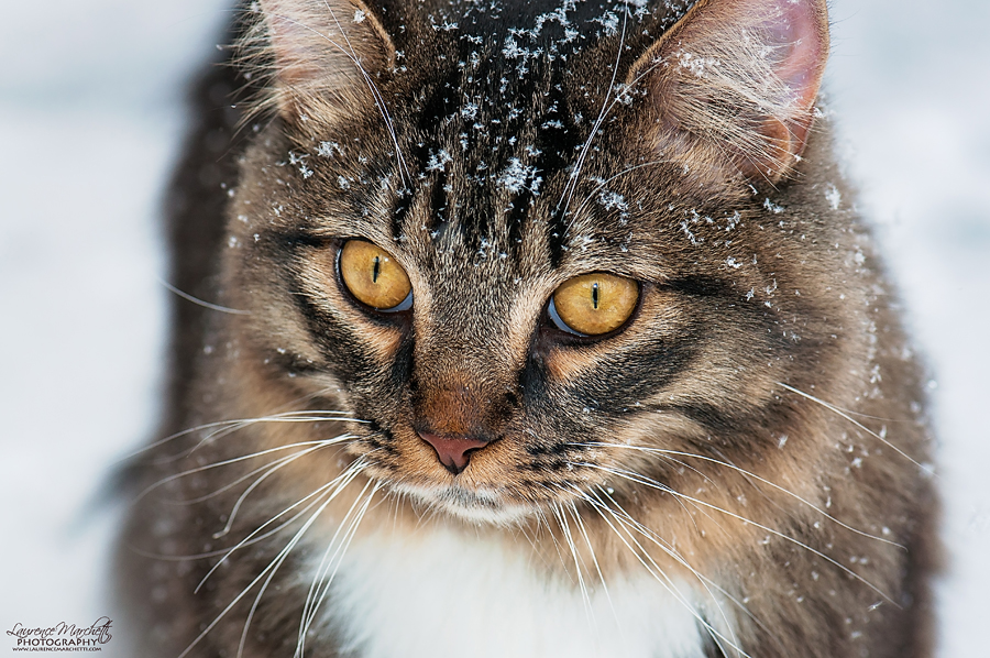 Snow cat