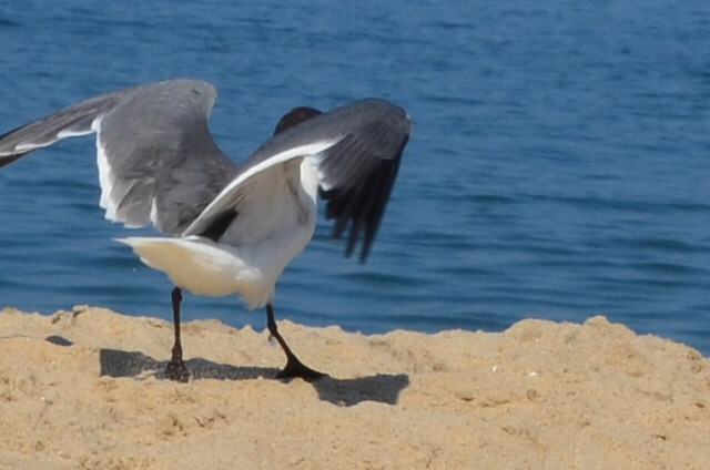 Seagull Butt