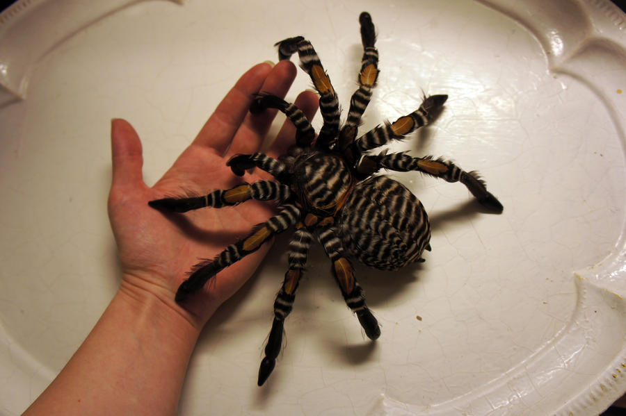 Tarantula - handmade