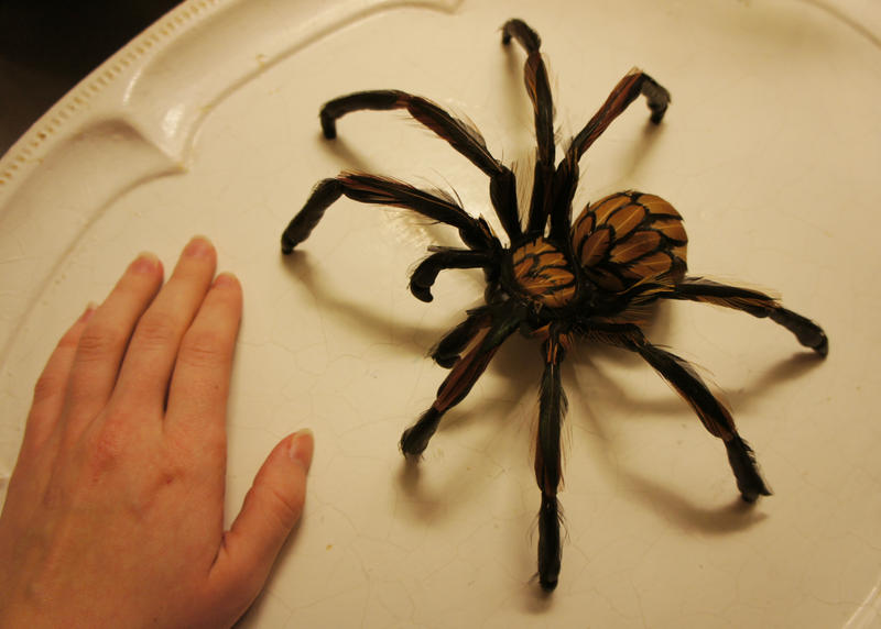 Arachnid - handmade by Escaron