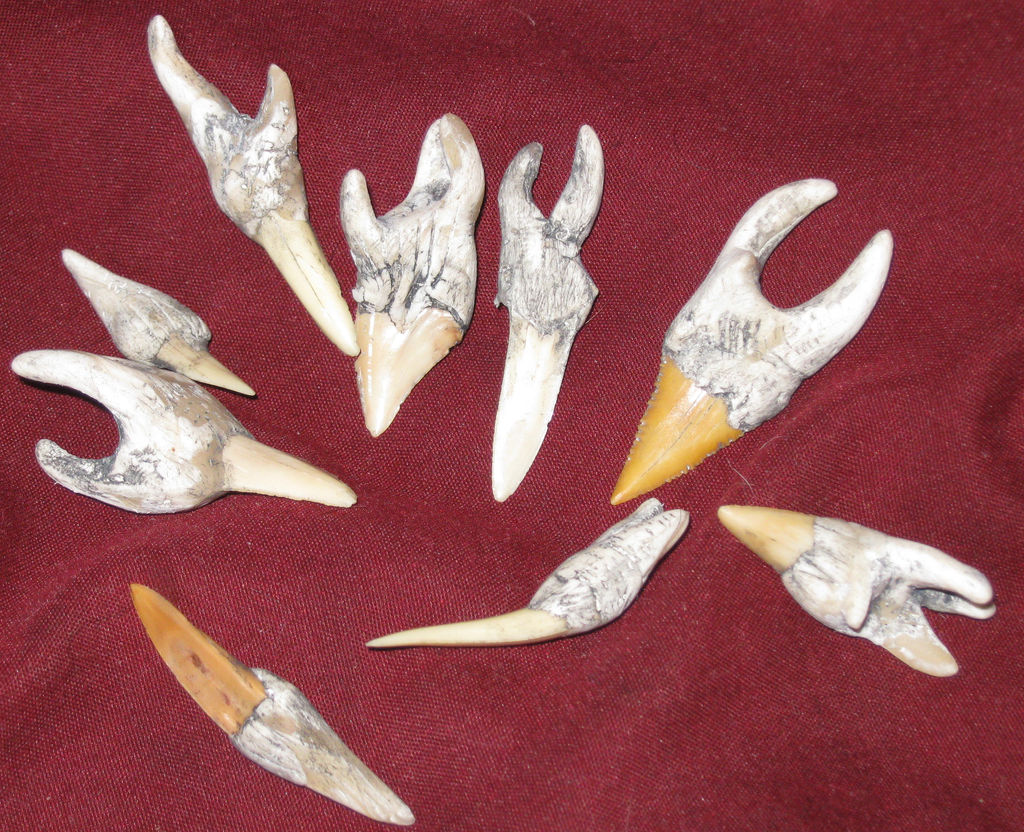 Deep one teeth from Devils Reef/Innsmouth
