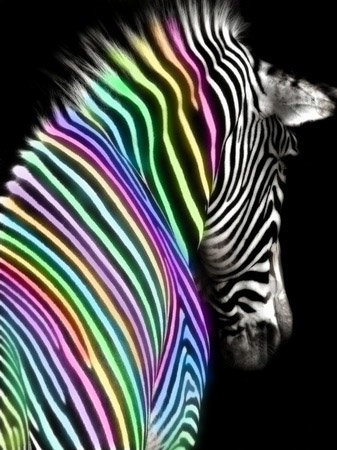 bright neon zebra wallpaper
