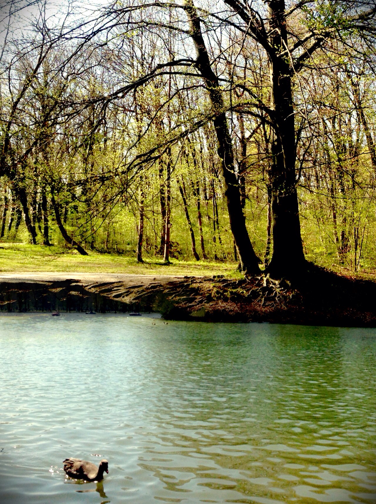 Englischer Garten