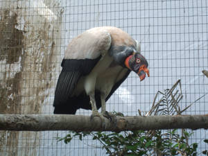 Vulture