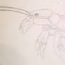 Legionnaire Crab