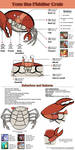 Tom the Fiddler Crab - Reference sheet by labba94