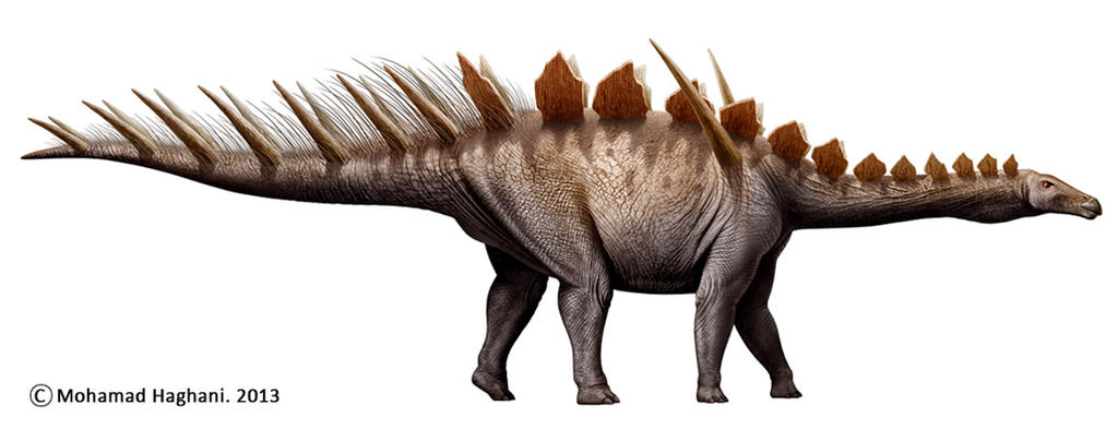 Miragaia longicollum