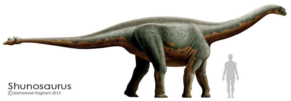 Shunosaurus