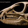 Heterodontosaurus skull