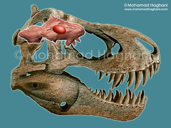 Tyrannosaurus Rex Skull and Brain