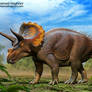 Triceratops horridus