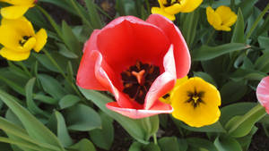 Tulips 3