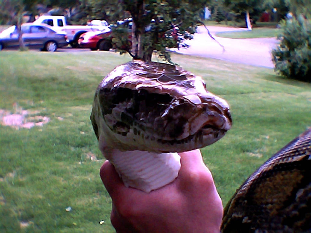 Burmese Python by Goth16 on DeviantArt