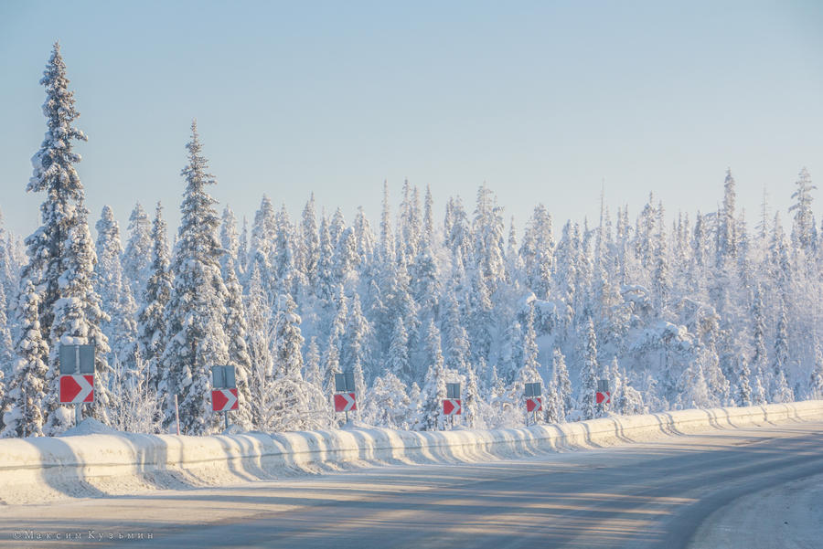 Winter forest