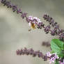 the bee on the basil plant