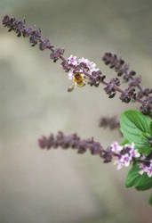 the bee on the basil plant