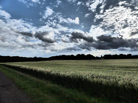 cornfield