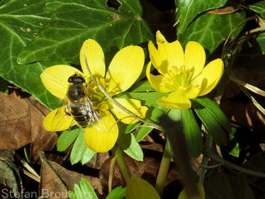 The first bee this year