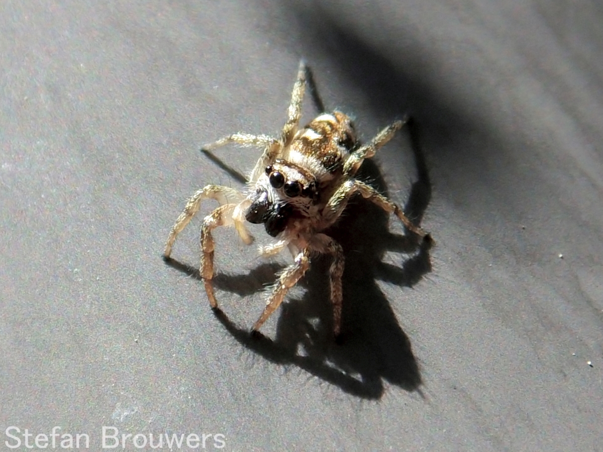 Jumping Spider