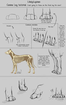 .:Canine Leg Tutorial:.