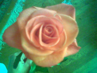 pink rose