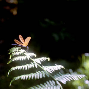 lighten dragonfly