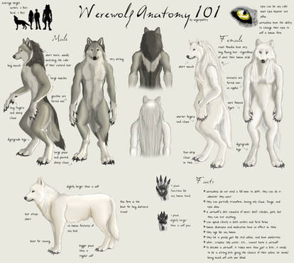 Werewolf Rectnum Evolution Of Werewolf Anatomy By Sugarpoultry On Deviantart