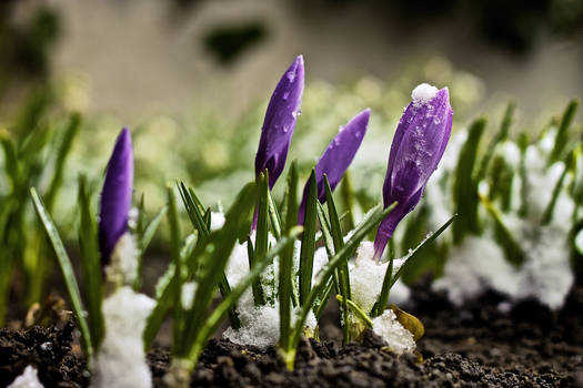 Crocus and Snow