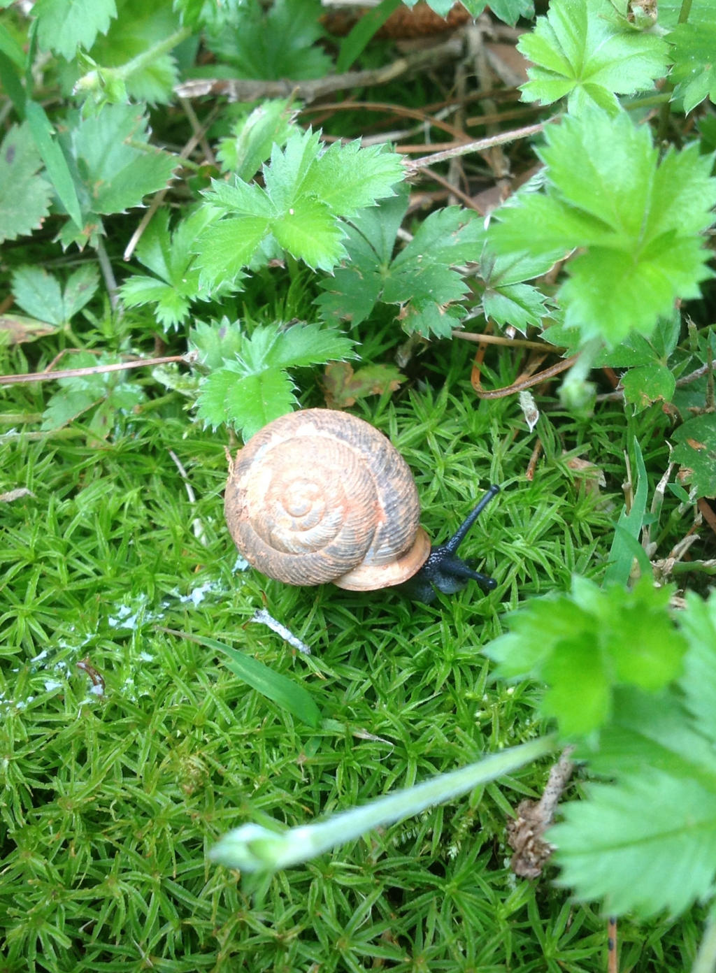 Snail With A Trail