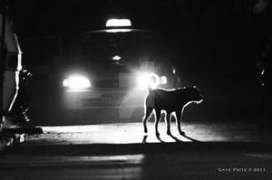 Silhouette on the Street