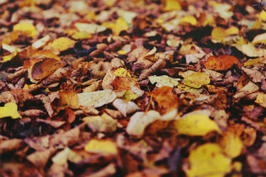 Autumn wallpaper