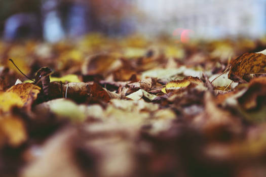 Autumn wallpaper II