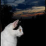 Cat_profile