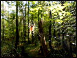 Spider in wood