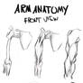 Arm Anatomy (Bridgman) Study