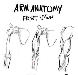Arm Anatomy (Bridgman) Study