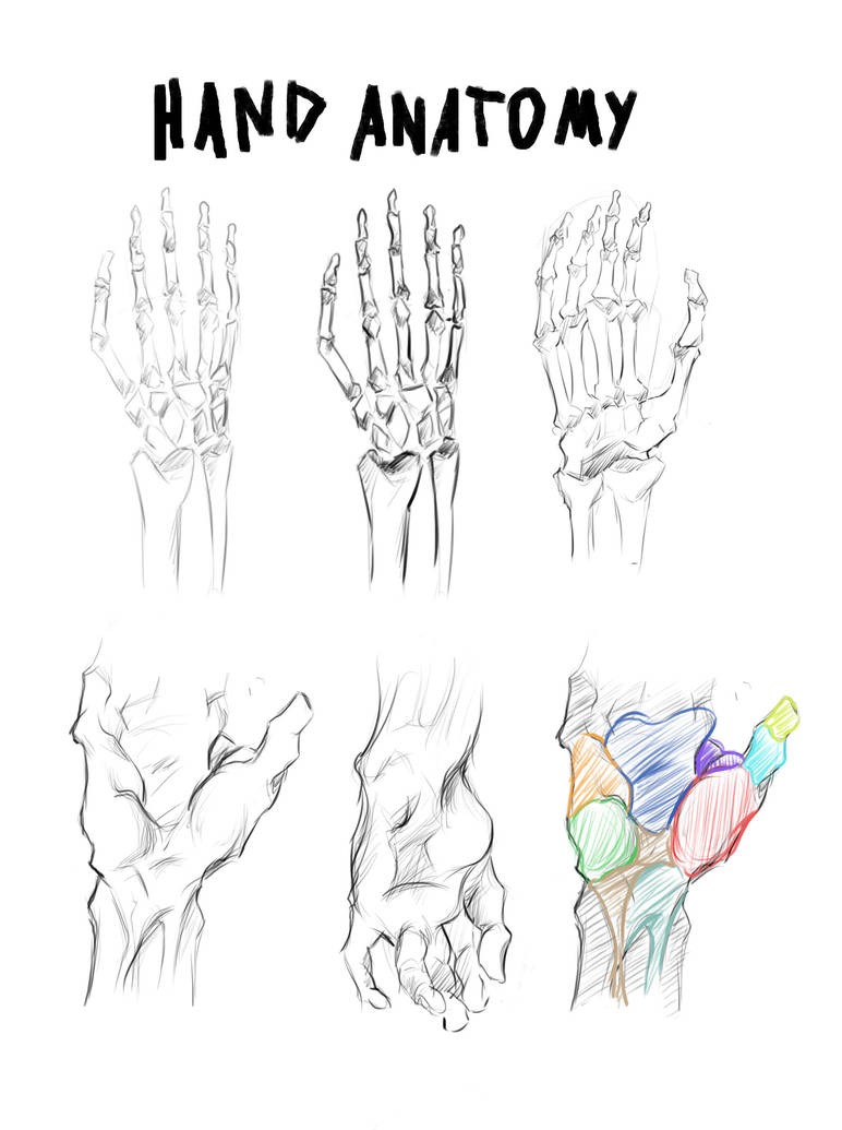 Hand anatomy (Bridgman) study by JohnnysWorld on DeviantArt