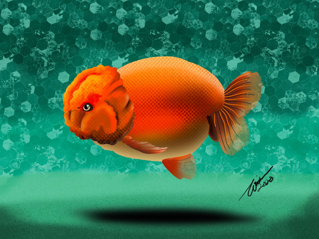 Golden Ranchu Goldfish by warith82 on DeviantArt
