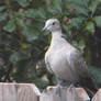 Dove on the Fence