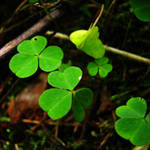 lucky charms by quicksilverq