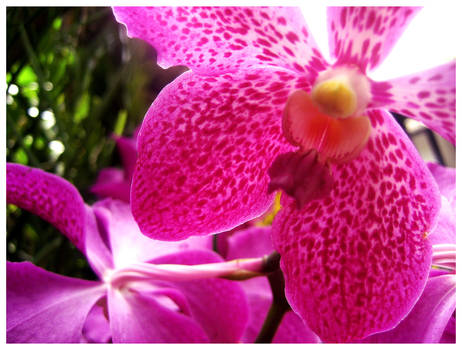 Orchidarium 1