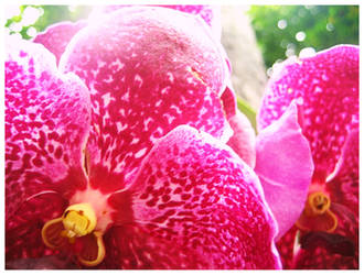 Orchidarium 3