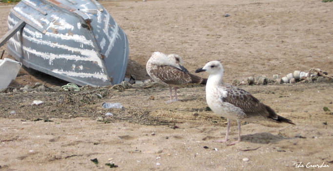 Seagulls